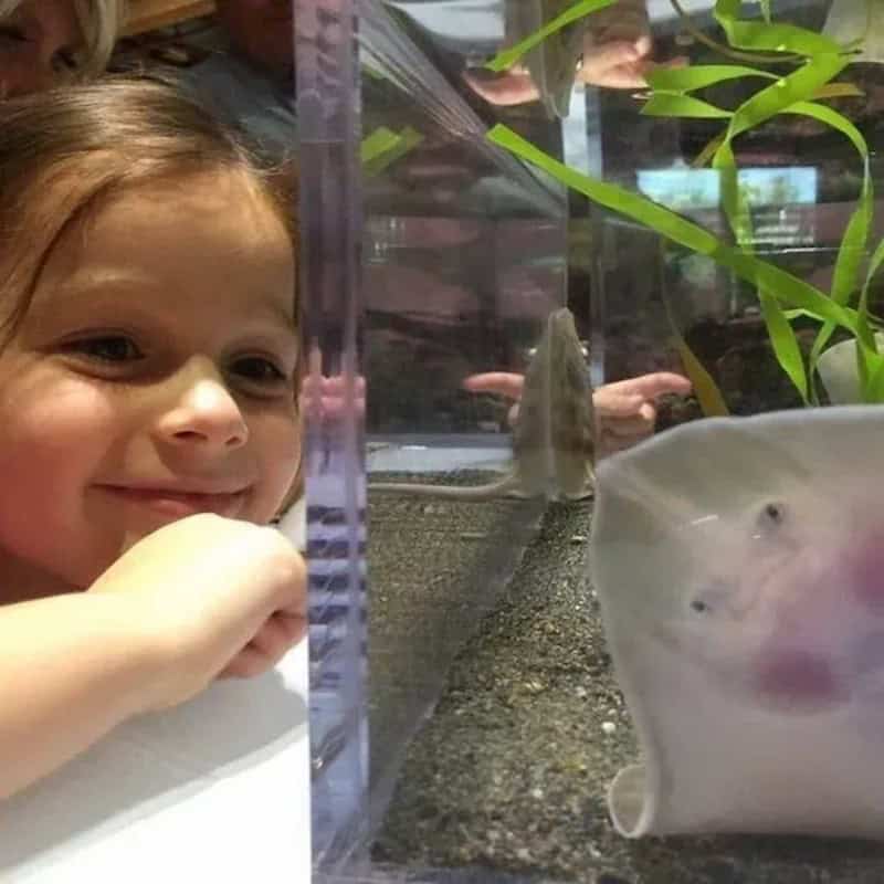 Young girl smiling at a fish in an aquarium with a stingray nearby.