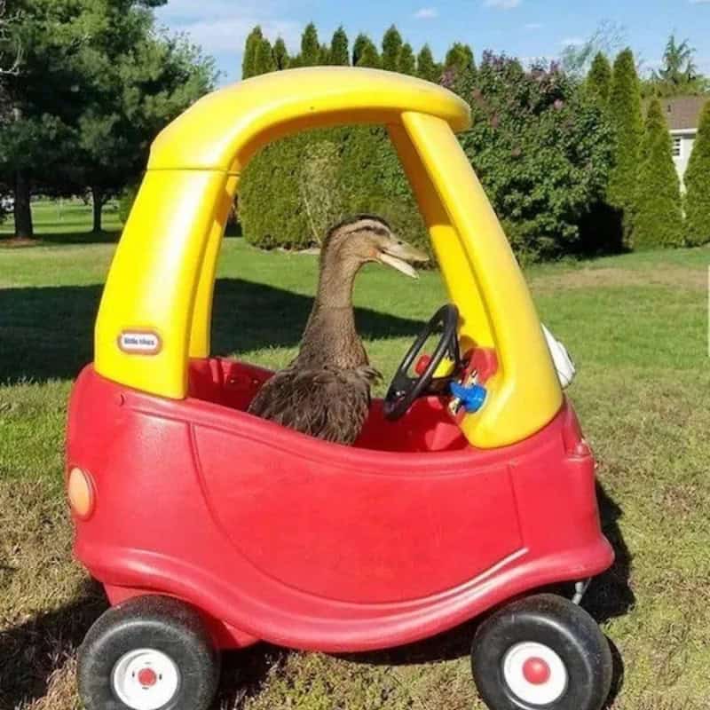 Duck sitting in a small red and yellow toy car outdoors.