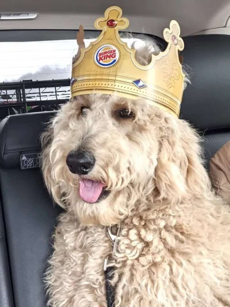 Burger King crown on a curly-haired dog sitting in a car.