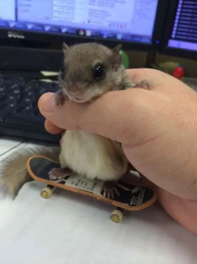 A cute hamster being held gently with a skateboard underneath.