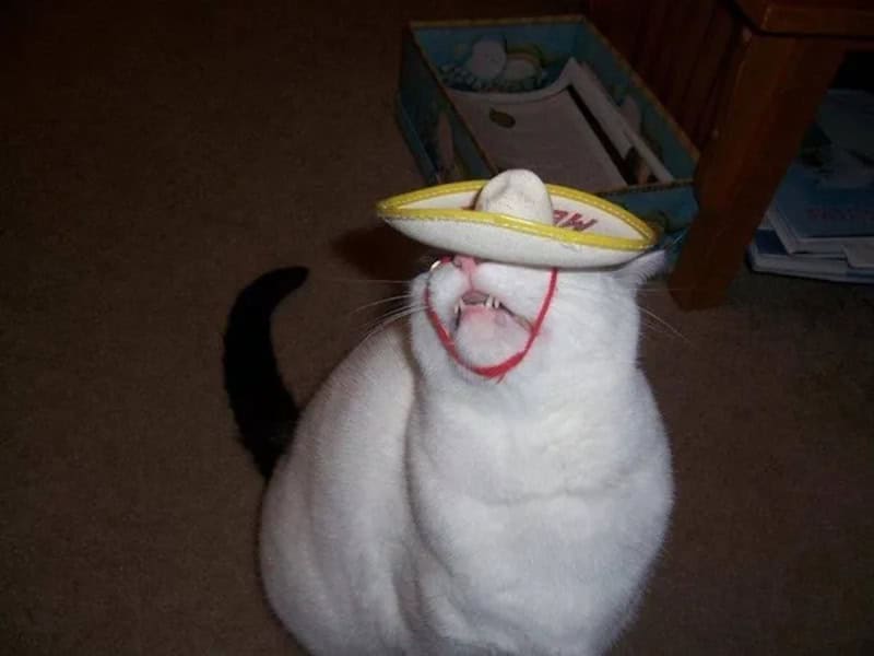 Cat with a taco shell on its head and a red string around its mouth.