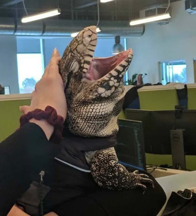 Alligator with its mouth wide open, held by a person in an office setting.