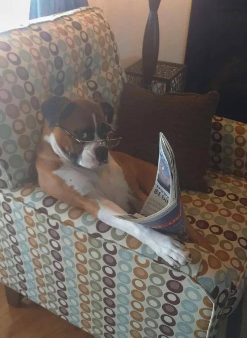 A dog reading a newspaper on a patterned armchair in a cozy living room.