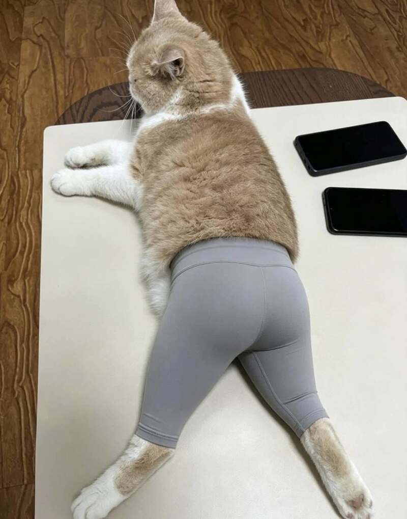 Cat lying on table wearing gray leggings with two smartphones nearby.