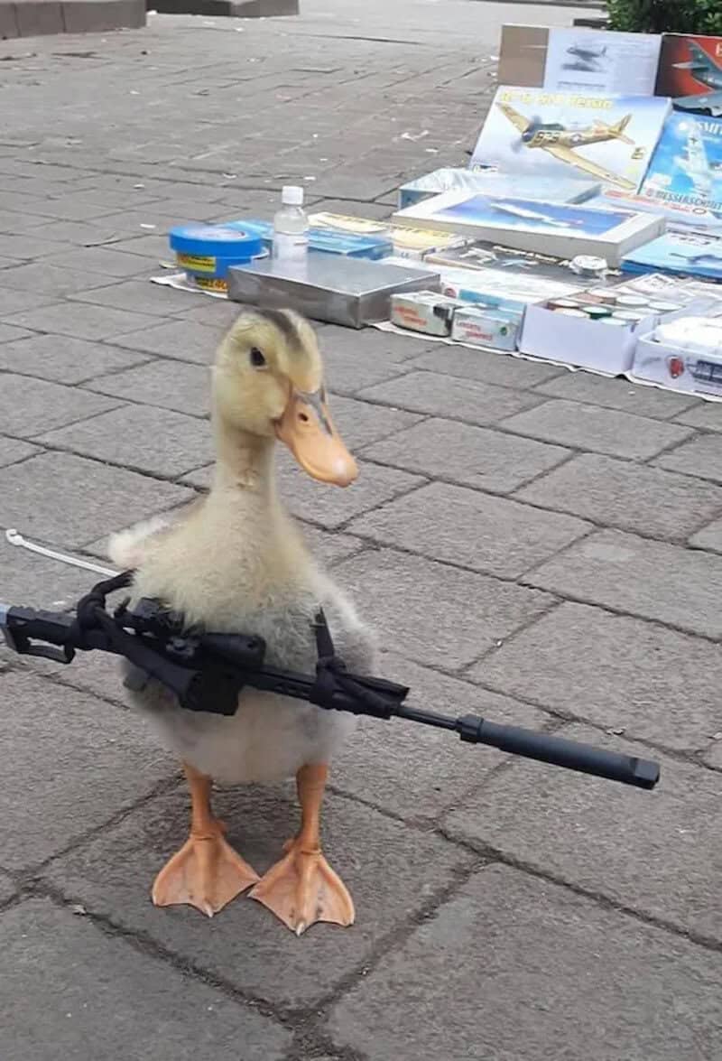 Duck with a rifle prop and a display of books and magazines on the pavement.