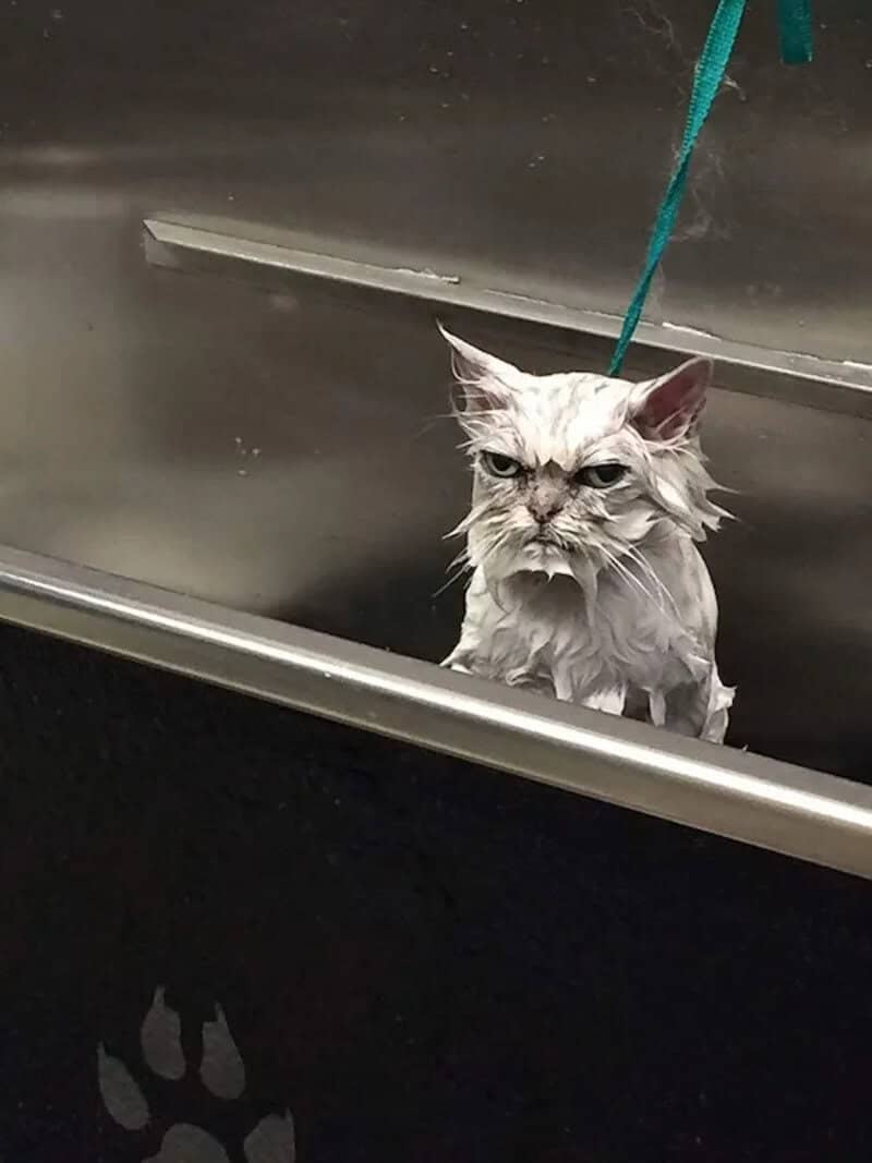 A cat with wet fur sitting in a metal sink, looking annoyed.