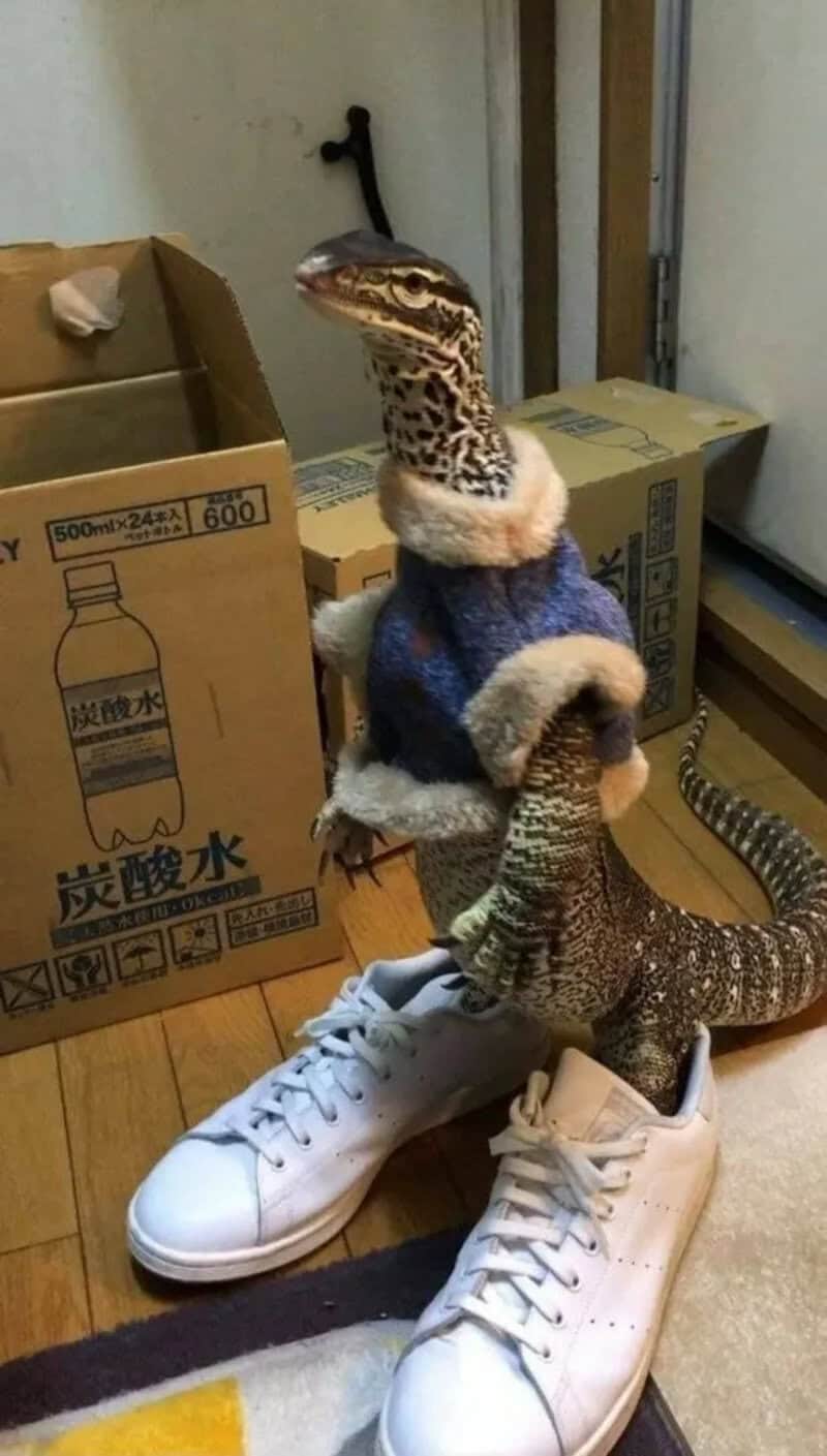A bird wearing a blue sweater standing on a white sneaker.