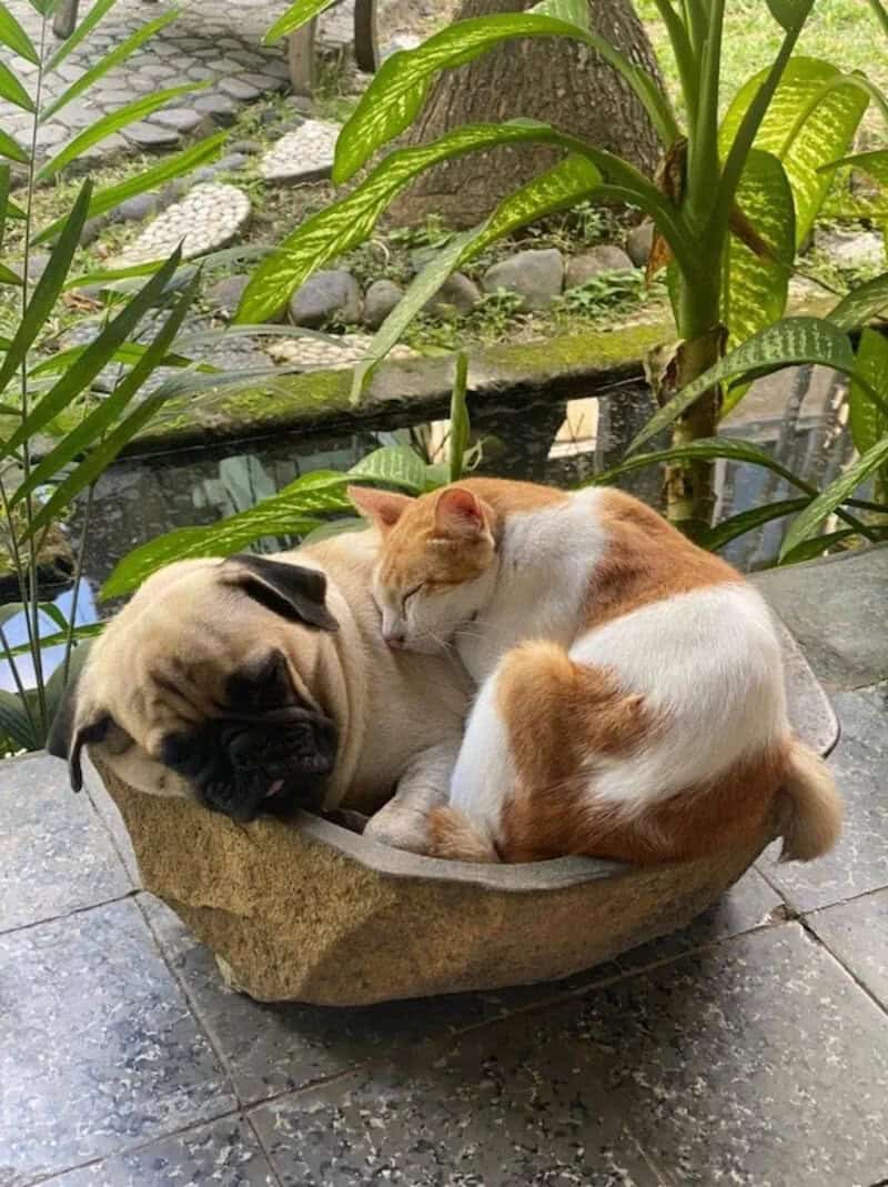 Pug and cat sleeping together in a stone bowl outdoors.