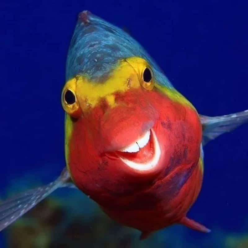 Colorful fish with a smiling face and vibrant red, yellow, and blue colors underwater.