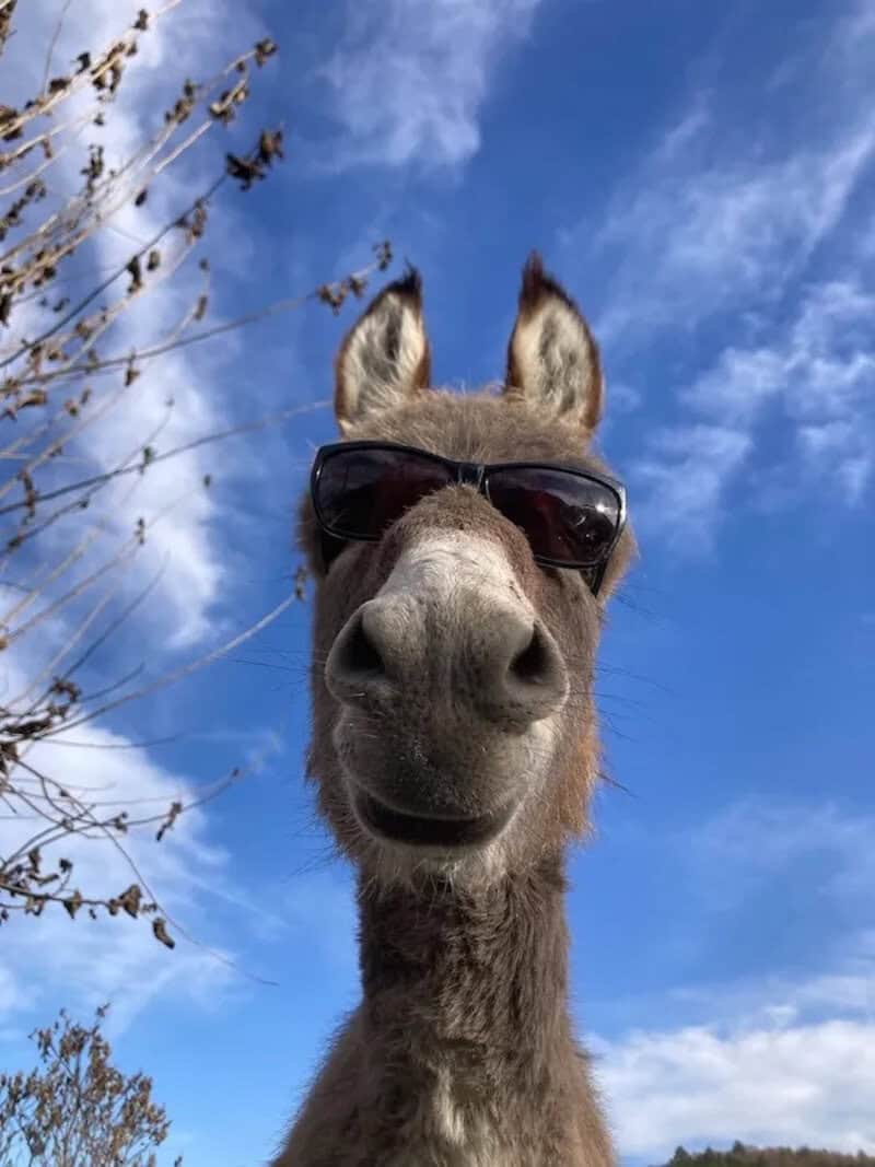 Donkey wearing sunglasses against a blue sky with clouds.