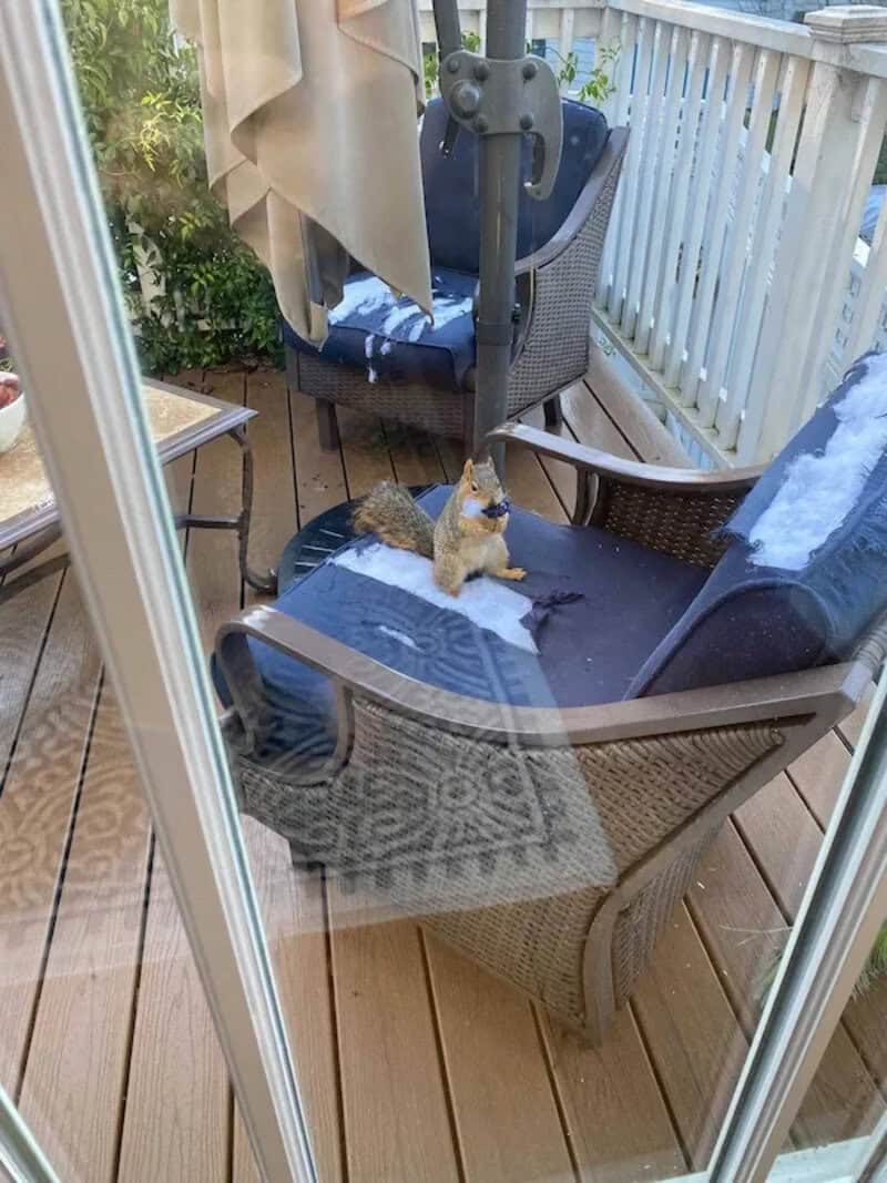 Small dog on patio chair with towel, outdoor deck with furniture and plants.