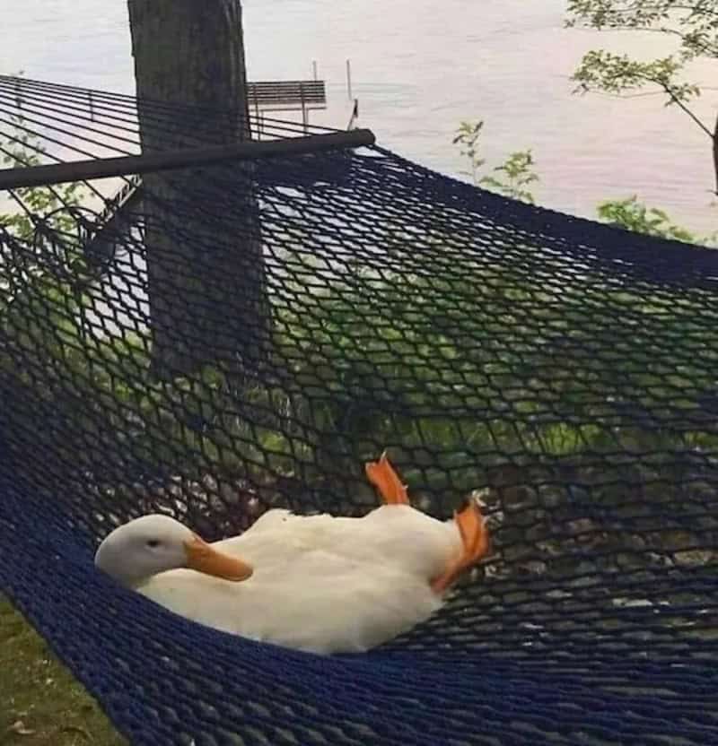 White duck relaxing on a hammock by the water.
