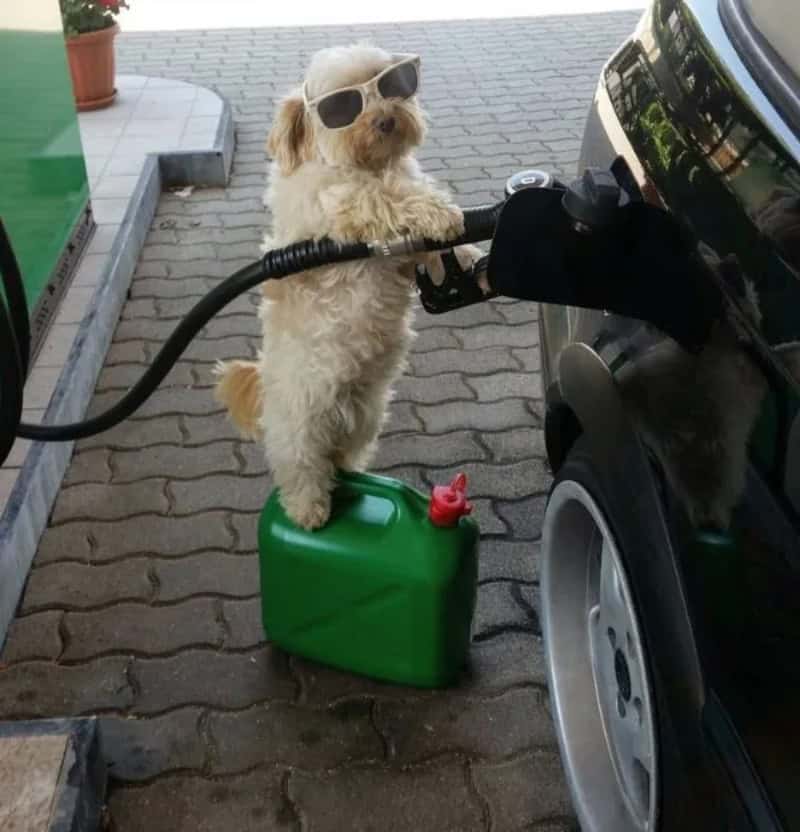 Refueling dog with gasoline at gas station, dog wearing sunglasses, standing on green fuel container.
