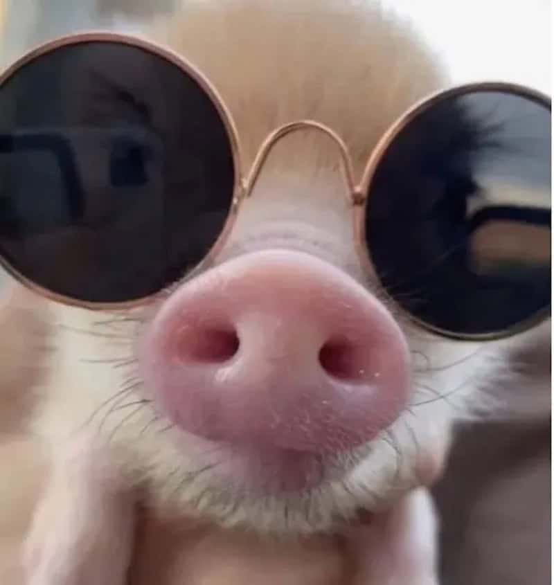 Dog wearing round sunglasses, close-up of nose and face.