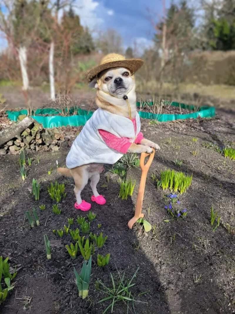 A dog dressed in gardening clothes, wearing a straw hat, pink shoes, and a white shirt, standing in.