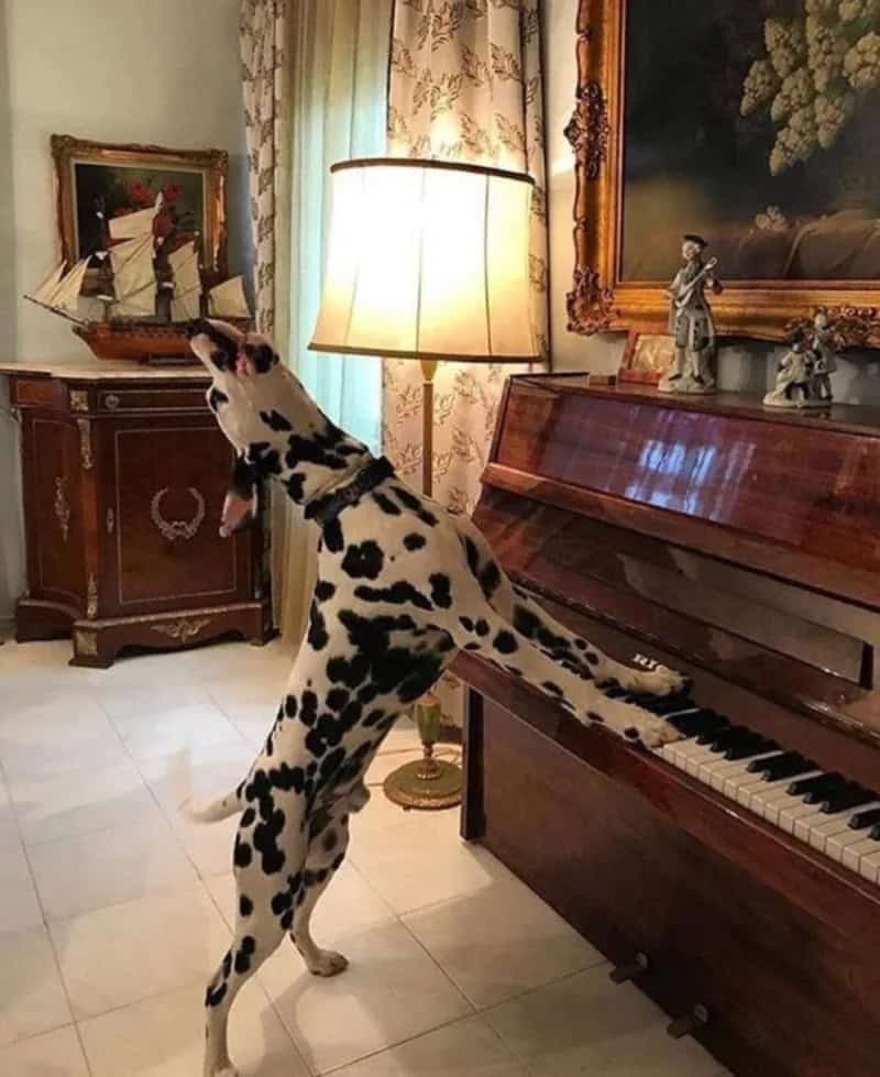 A dog with Dalmatian spots standing on hind legs playing the piano in a cozy, decorated living room.