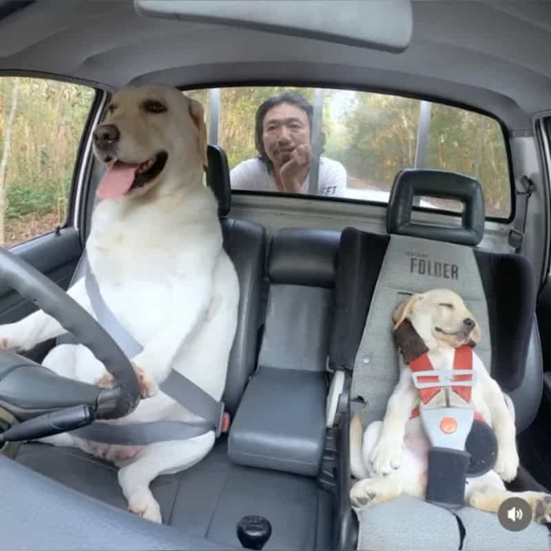 Man and two dogs in a car, one dog in the driver's seat, one in a child seat.