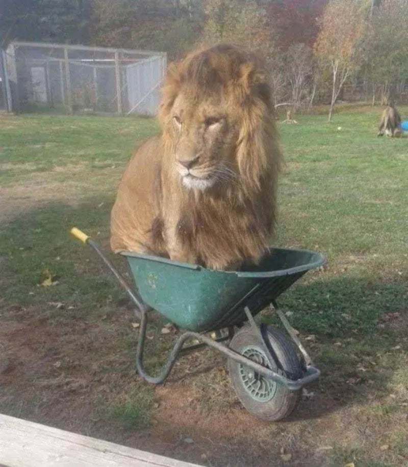 Lion sitting inside a wheelbarrow in a grassy outdoor area.