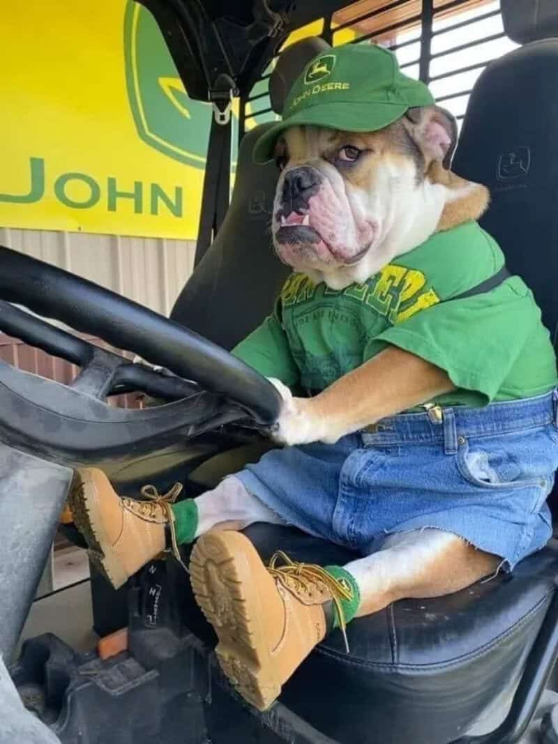 A dog dressed as a John Deere worker sitting in a tractor seat.