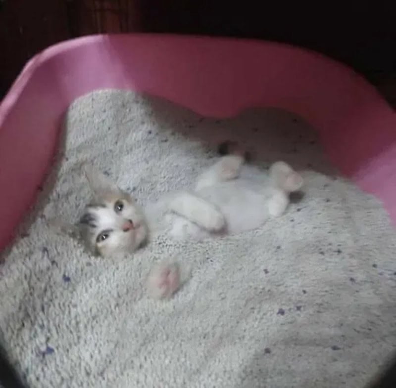 Cute kitten lying on its back in a pink litter box filled with sand or fine gravel.