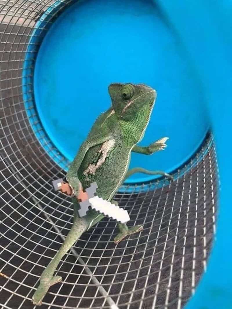 Green lizard on a black mesh slide with blue background.