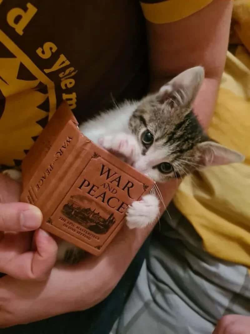 A kitten peeking out of a small paper bag labeled "WAR AND PEACE" held by a person.
