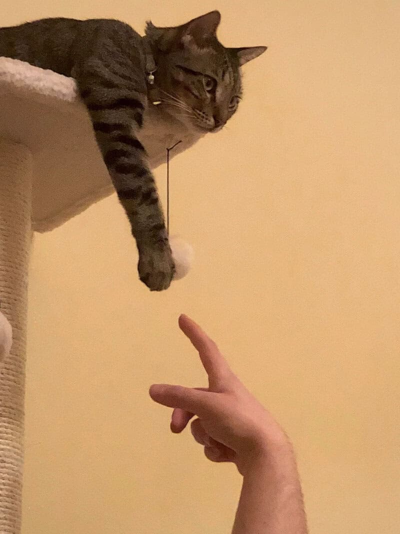 A cat hanging from a cat tree with a human finger pointing up at it.