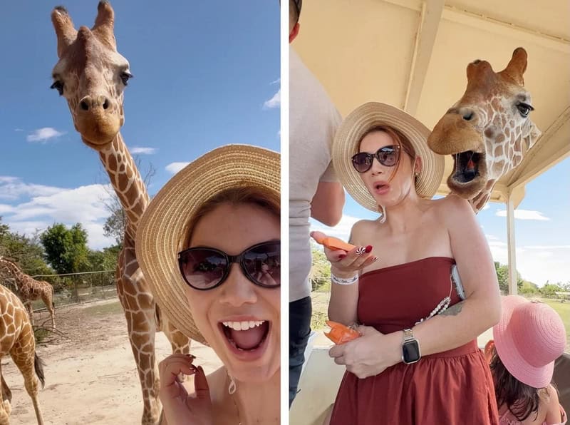 Giraffe at zoo with woman wearing sunglasses and hat, smiling and taking selfie.