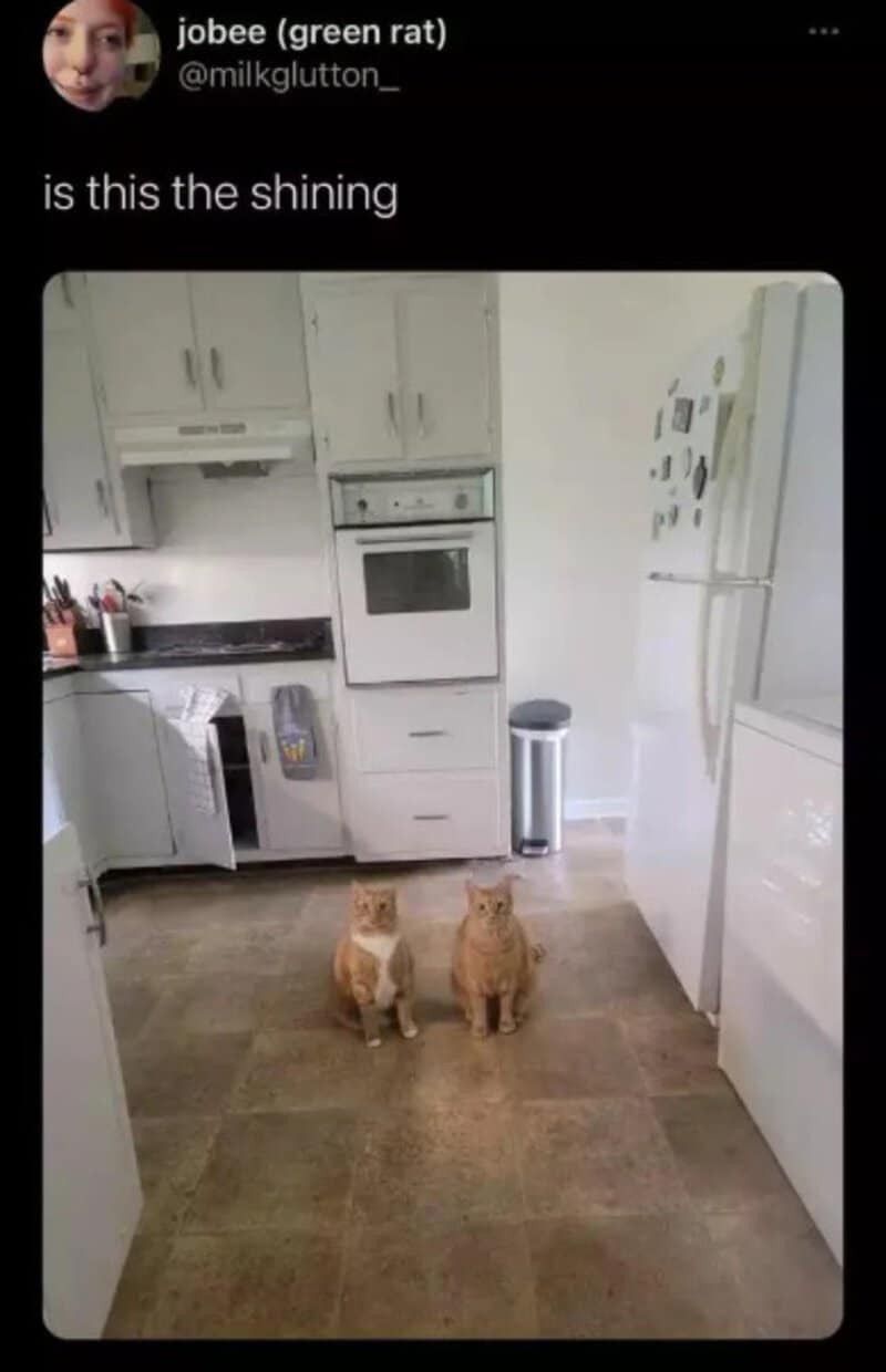 Two orange cats sitting in a kitchen, with the caption 'is this the shining'.