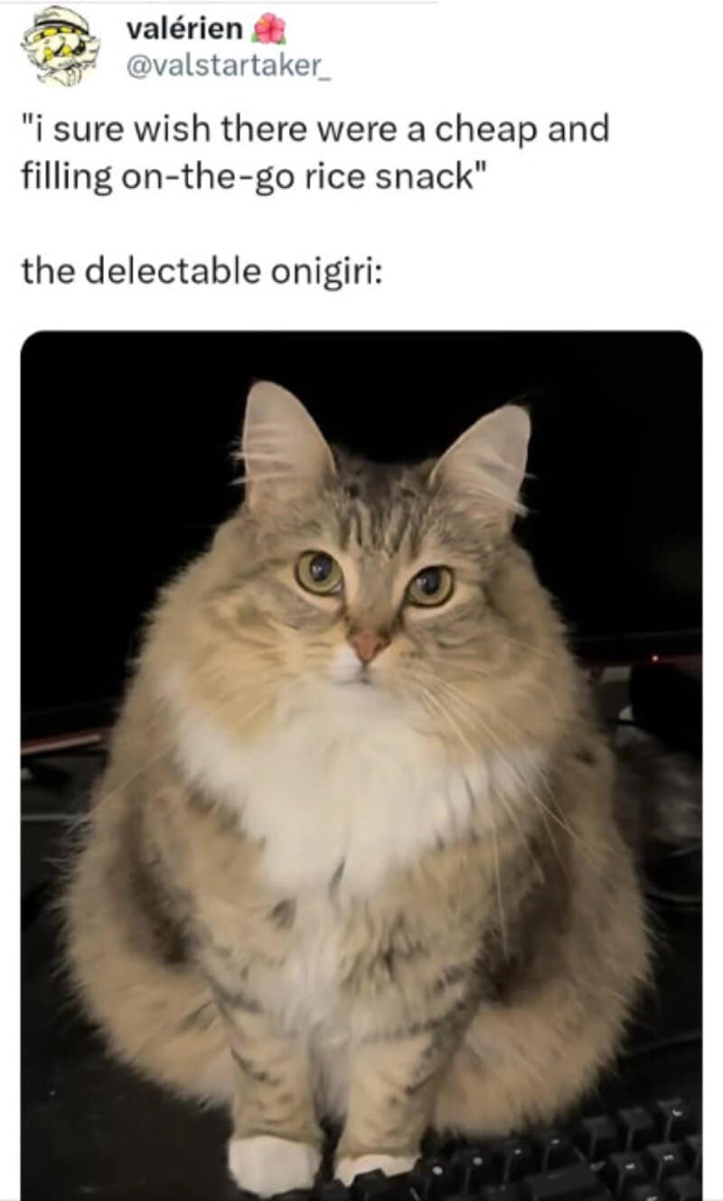 Cute fluffy cat with a serious expression sitting on a keyboard.
