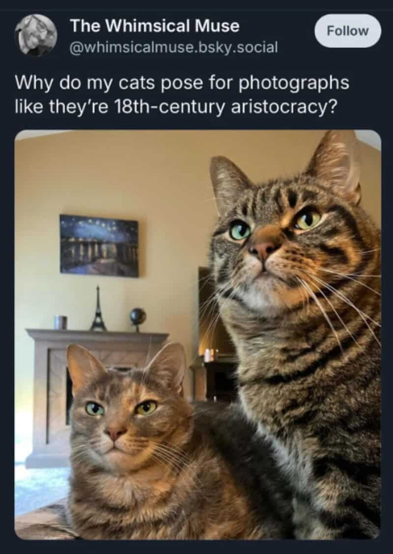 Two cats pose for a photo, one with a serious expression, the other with a relaxed look.