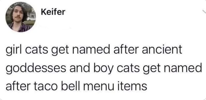 Girl cats named after ancient goddesses, boy cats after Taco Bell items.