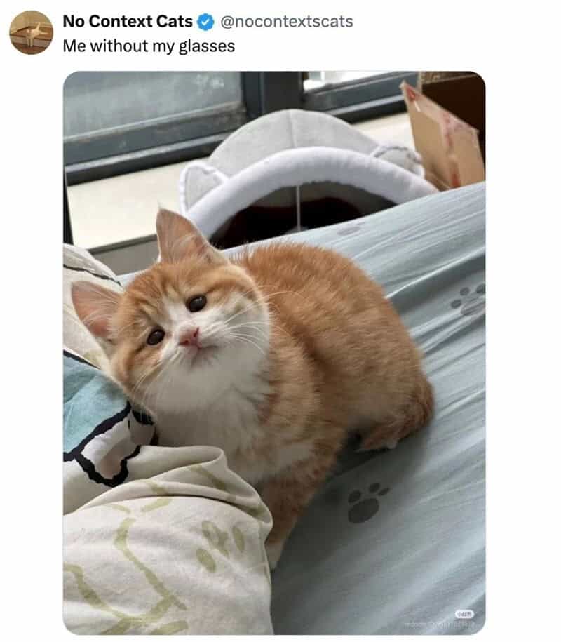 Cute orange and white kitten without glasses, sitting on a bed.