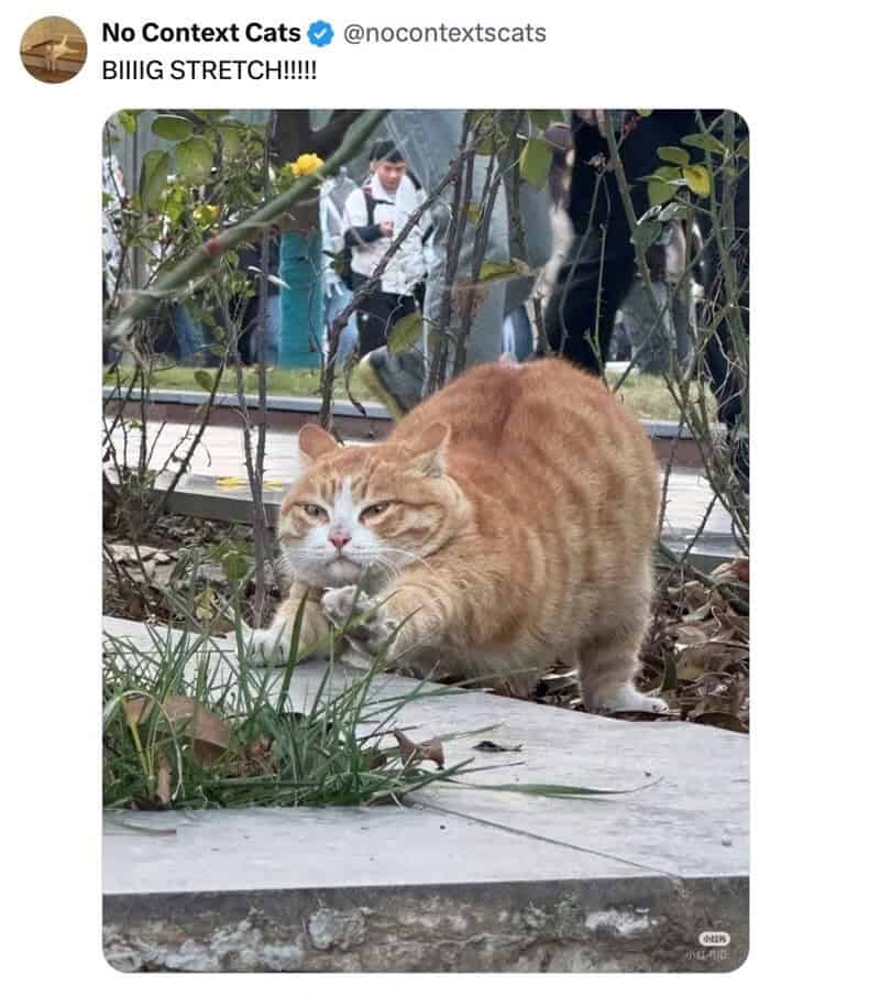Orange cat stretching on pavement with people and trees in background.