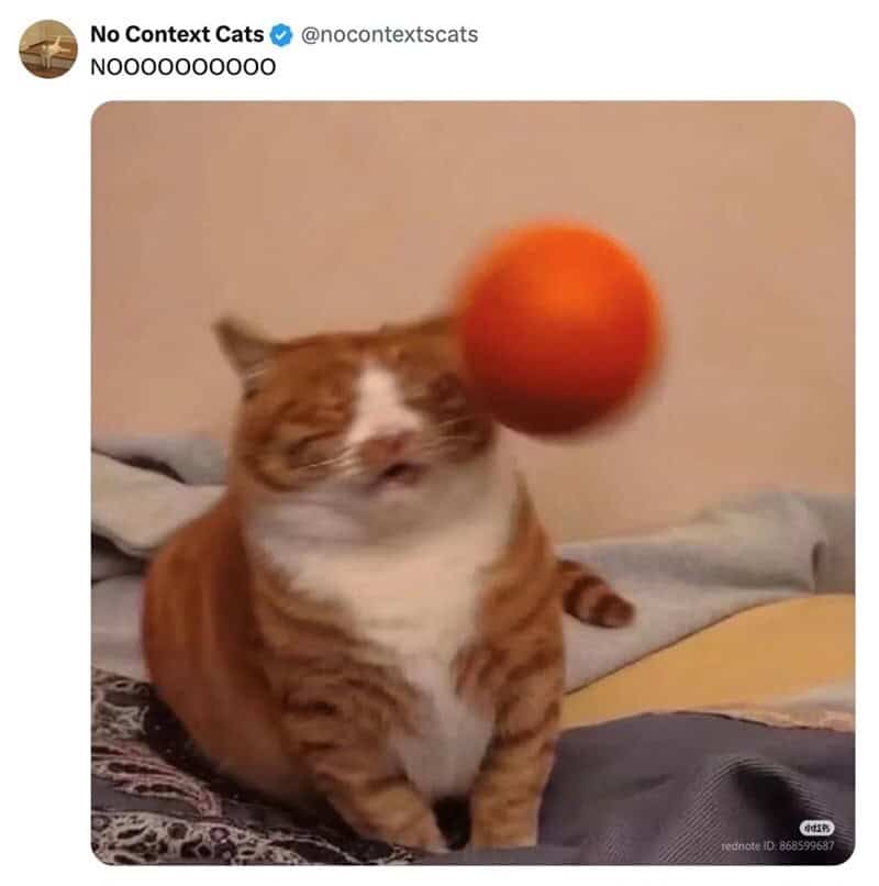 Cat with eyes closed as an orange ball hits its face.