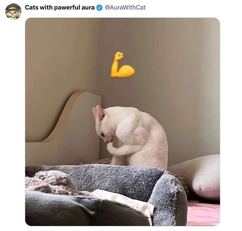 White cat grooming itself with a flexed arm emoji above it.