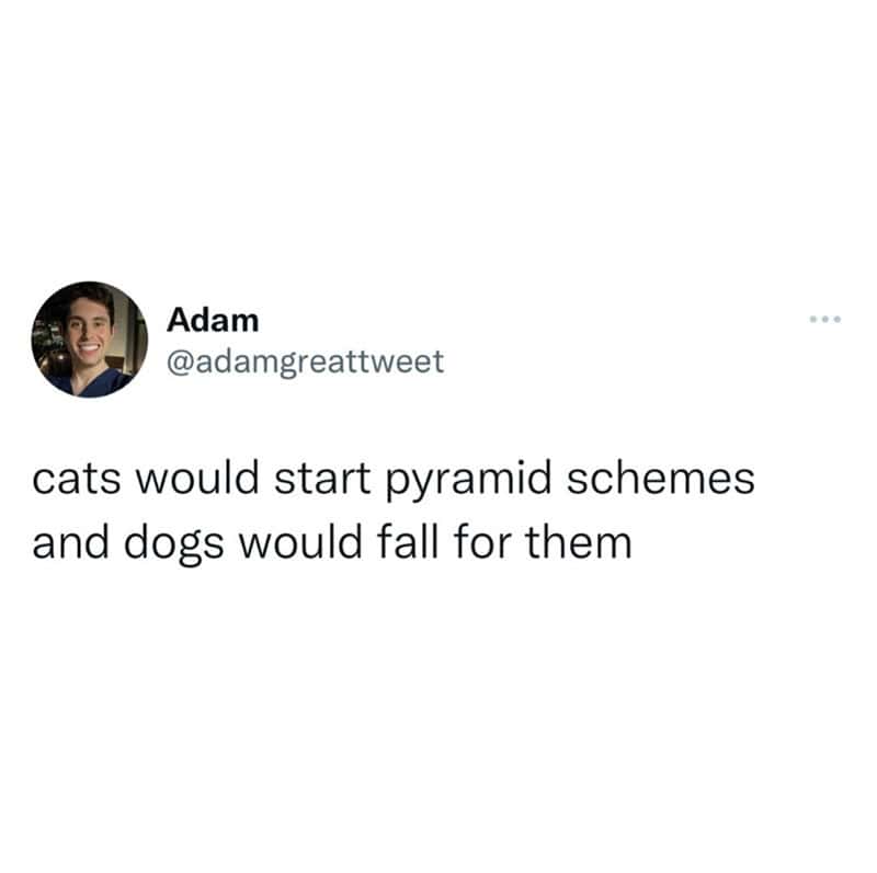 Twitter post by Adam: cats would start pyramid schemes and dogs would fall for them.