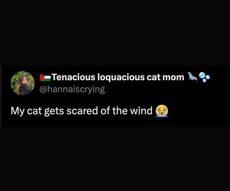Tenacious loquacious cat mom tweet about her cat being scared of the wind.