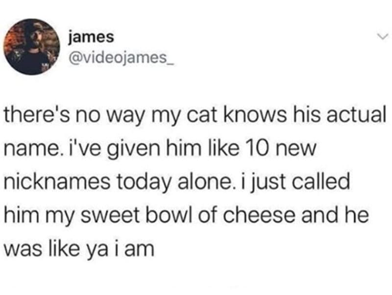 A tweet about a cat not knowing its real name, calling him 'my sweet bowl of cheese'.