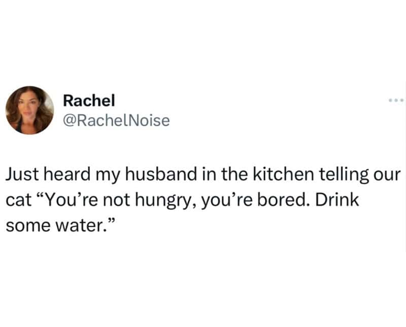 Rachel's tweet about her husband telling their cat to drink water.