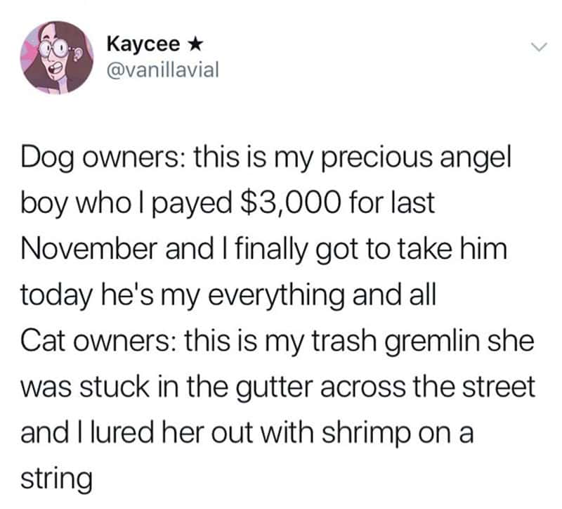Twitter post about dog and cat owners with humorous descriptions.