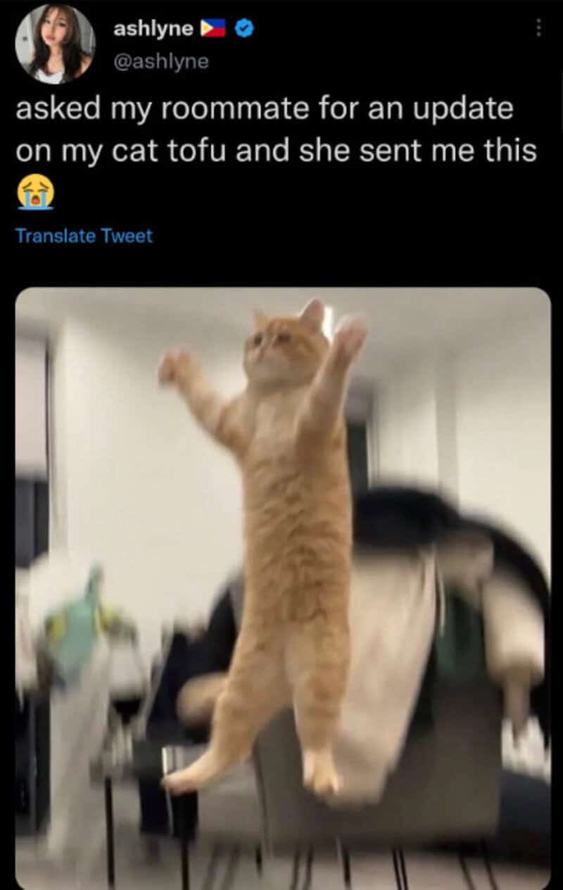 A ginger cat standing on its hind legs with front paws raised.
