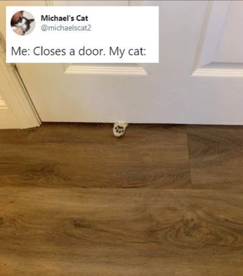 A small paw of a cat peeking out from under a door.