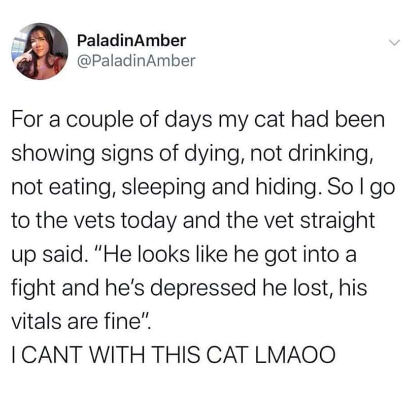 A tweet about a cat showing signs of dying, then being told by a vet he's depressed.