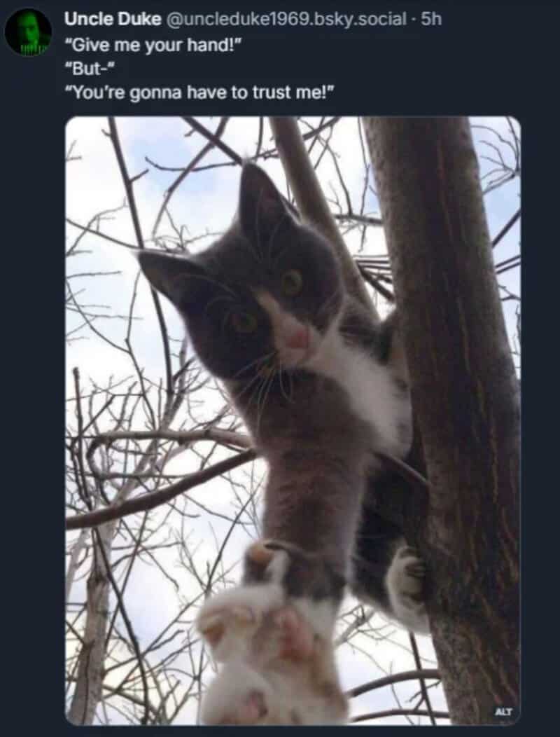 A cat reaching out from a tree with a caption about trust.