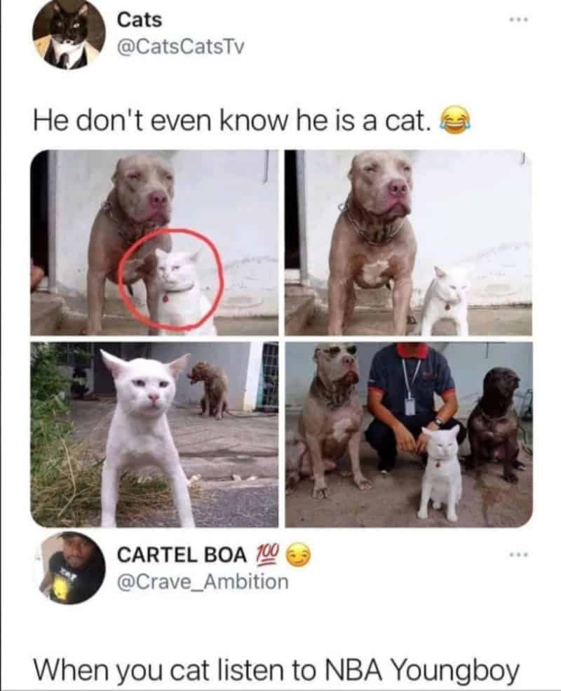 Funny cat tweets with images of dogs and cats, captioned 'He don't even know he is a cat.'.