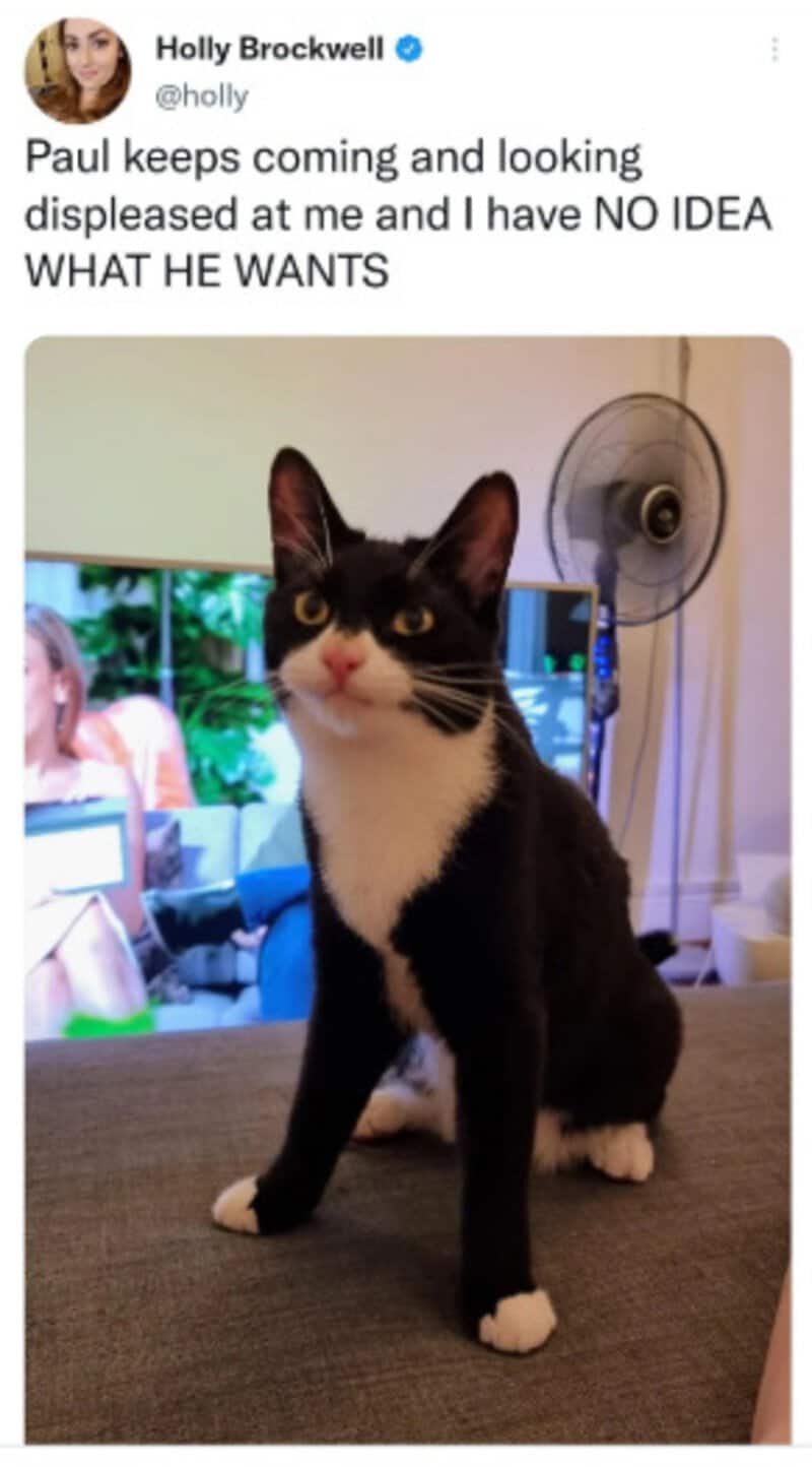 Black and white cat sitting on a table with a displeased expression.