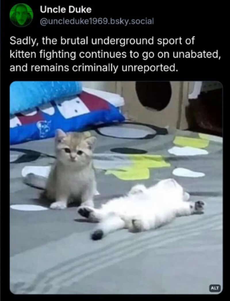 Cute kitten and kitten lying on the floor with a humorous caption.