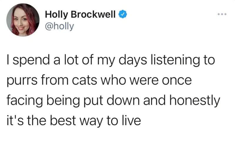 Holly Brockwell's tweet about listening to cats purr and living well.