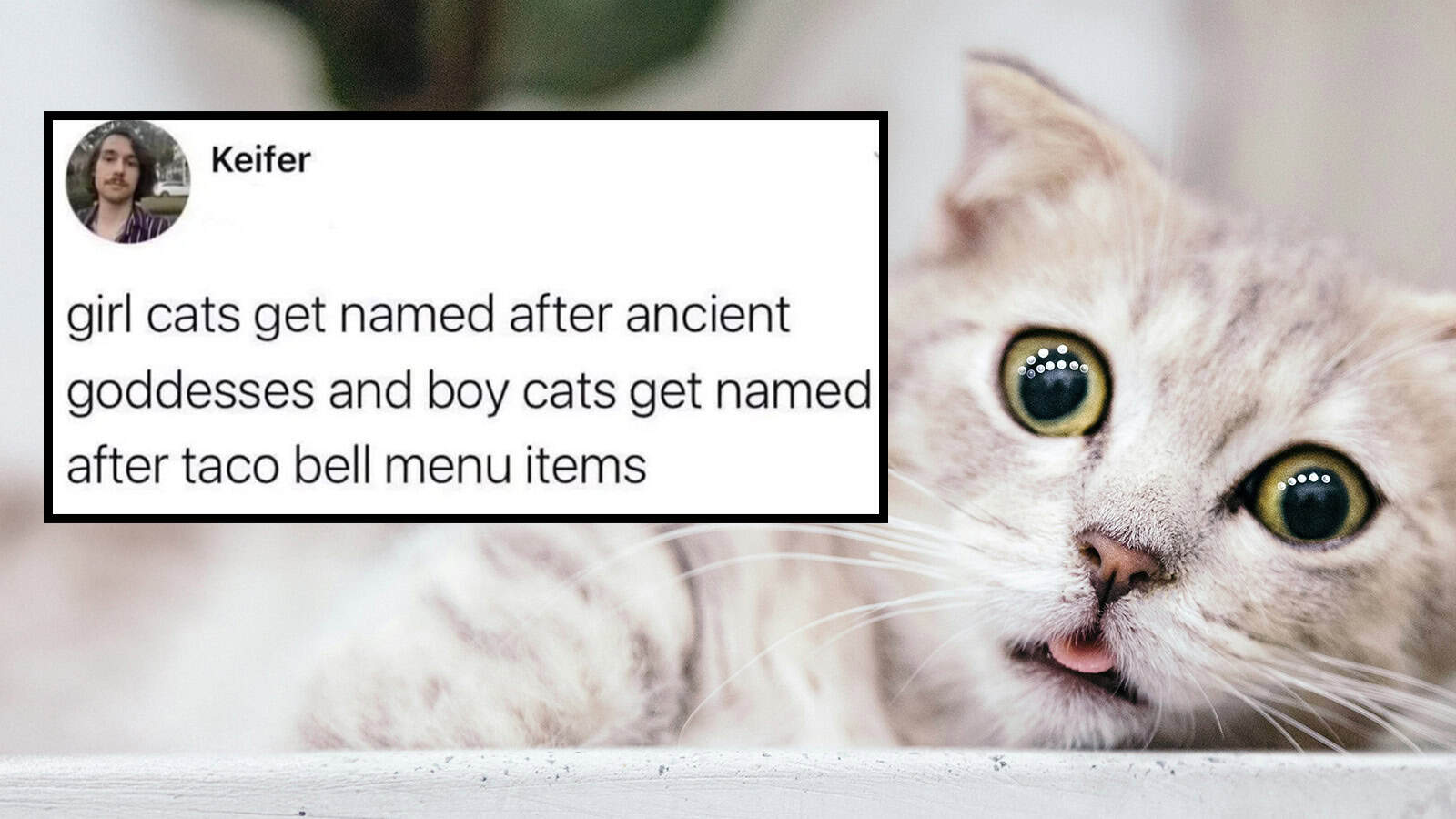 Cute cat with a funny tweet about girl and boy cats.